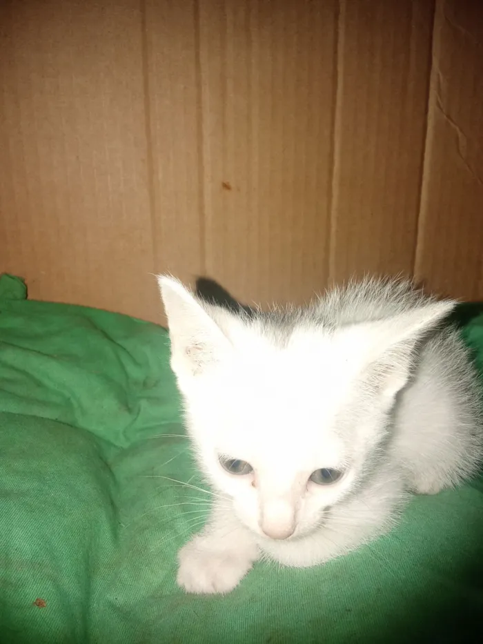 Gato raça Angorá idade 2 a 6 meses nome Sem nome