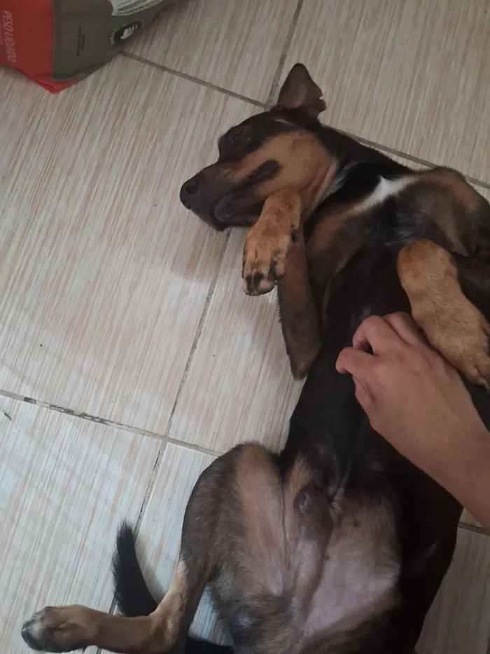 Cachorro raça SRD-ViraLata idade 3 anos nome Zyon