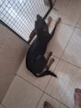Cachorro raça SRD-ViraLata idade 3 anos nome Zyon