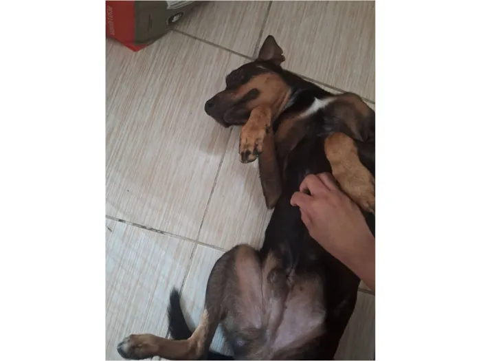 Cachorro raça SRD-ViraLata idade 3 anos nome Zyon