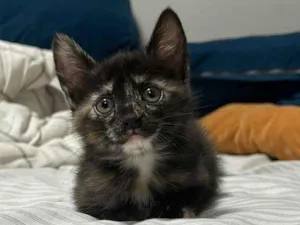 Gato raça SRD-ViraLata idade 2 a 6 meses nome Amora