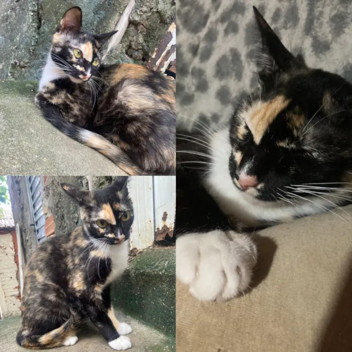 Gato raça SRD-ViraLata idade 7 a 11 meses nome Kiara