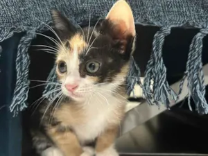 Gato raça SRD-ViraLata idade 2 a 6 meses nome Nina