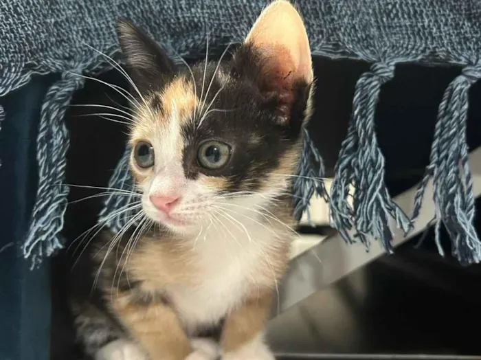 Gato raça SRD-ViraLata idade 2 a 6 meses nome Nina