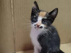 Gato raça SRD-ViraLata idade 2 a 6 meses nome Athena