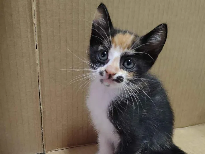 Gato raça SRD-ViraLata idade 2 a 6 meses nome Athena