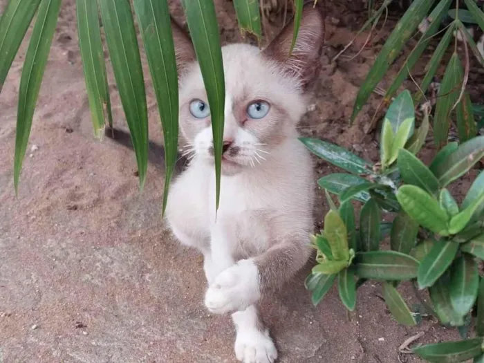Gato raça Siamês idade 2 a 6 meses nome Branquinho