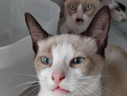 Gato raça Siamês idade 2 a 6 meses nome Pantufa 