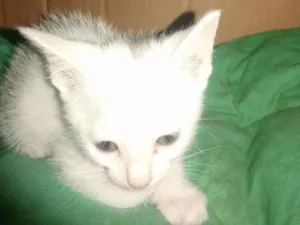 Gato raça Angorá idade 2 a 6 meses nome Sem nome