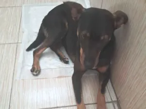 Cachorro raça SRD-ViraLata idade 3 anos nome Zyon