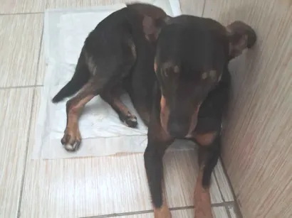 Cachorro raça SRD-ViraLata idade 3 anos nome Zyon