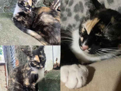 Gato raça SRD-ViraLata idade 7 a 11 meses nome Kiara