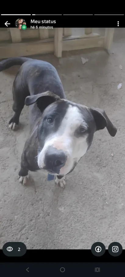 Cachorro raça Pit-Bull idade 1 ano nome Bily