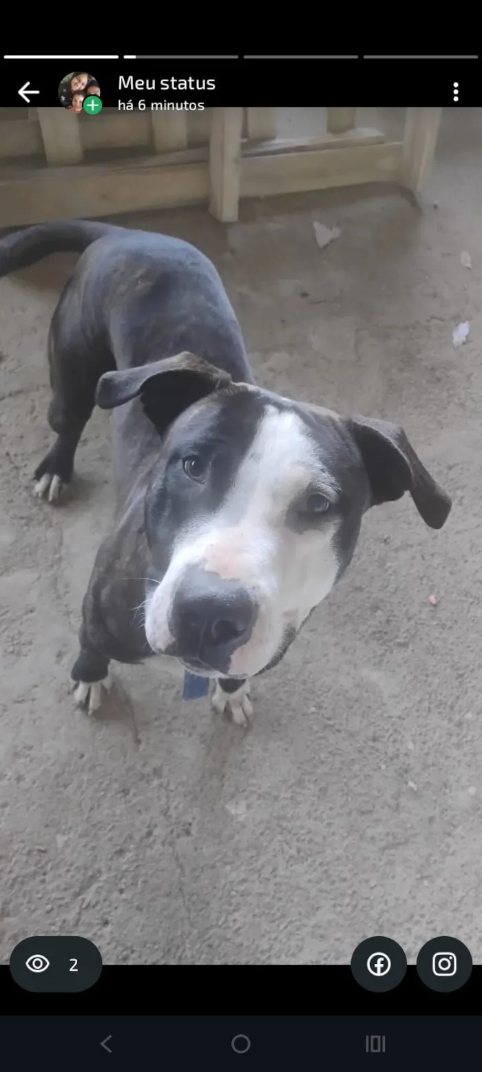 Cachorro raça Pit-Bull idade 1 ano nome Bily