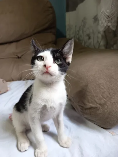 Gato raça SRD-ViraLata idade 2 a 6 meses nome Espoleta