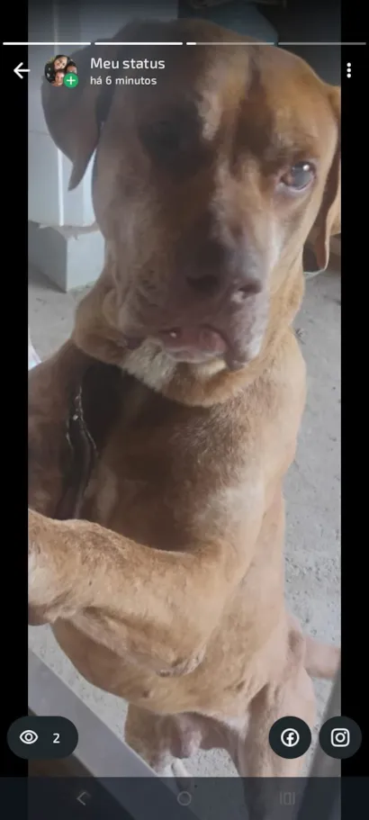 Cachorro raça Labrador idade 5 anos nome Back