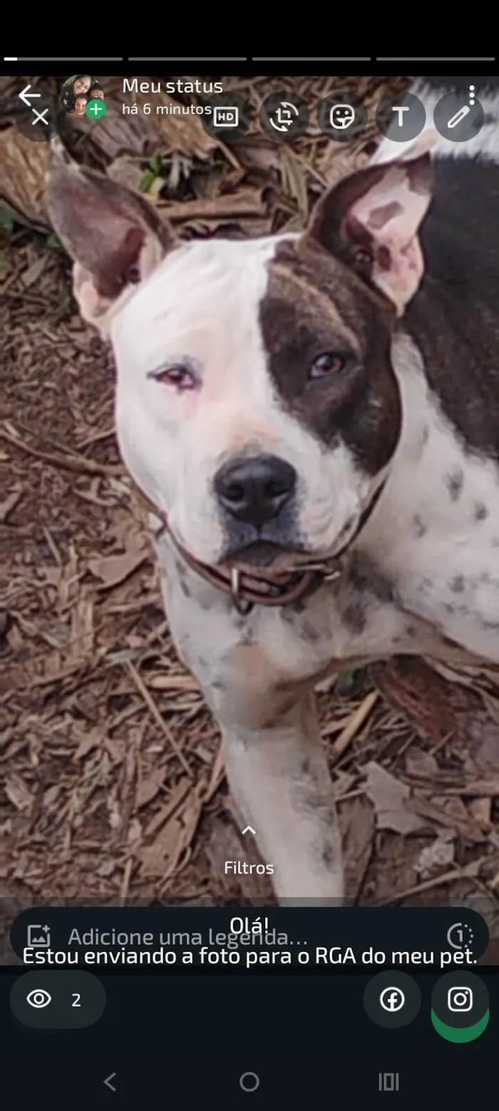 Cachorro raça Pit-Bull idade 2 anos nome Akira 