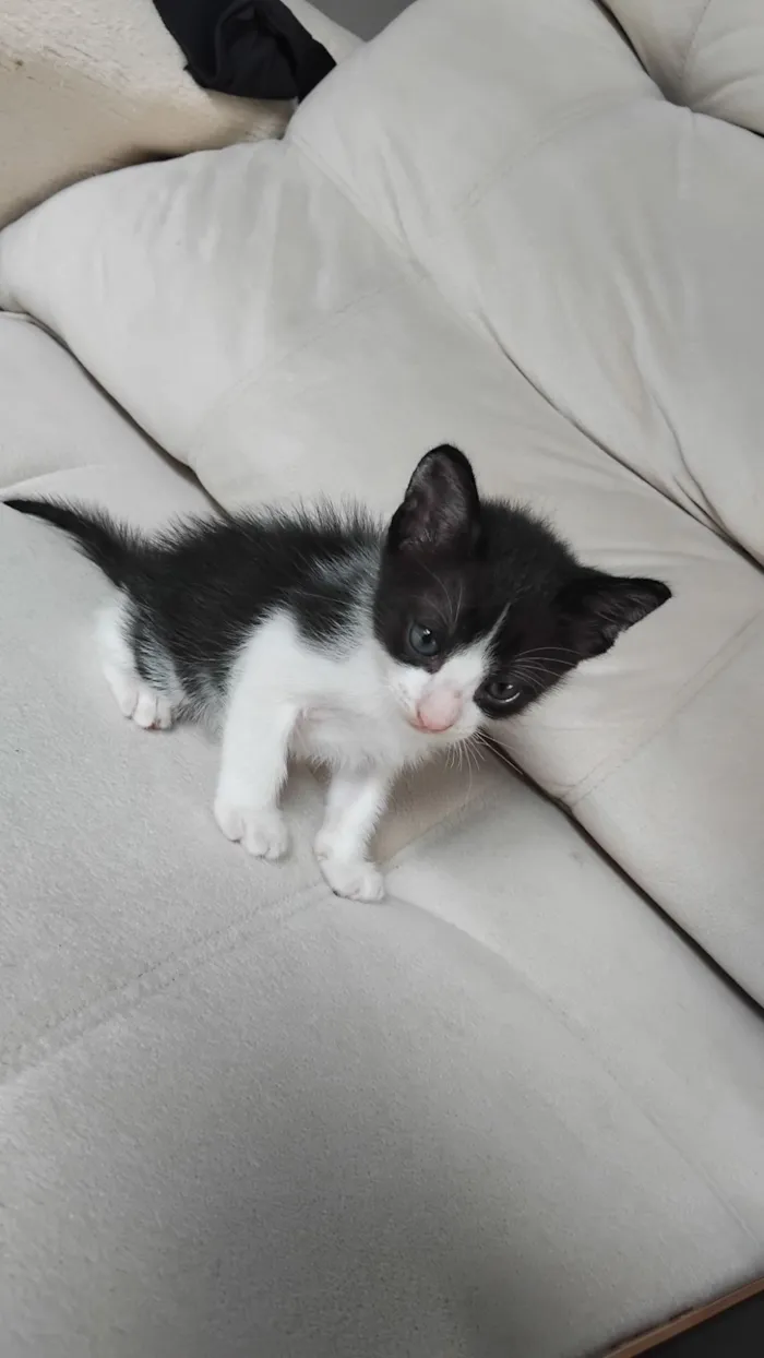 Gato raça SRD-ViraLata idade Abaixo de 2 meses nome Pipoca 