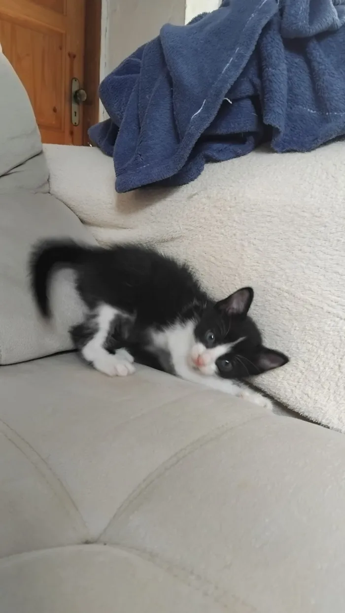 Gato raça SRD-ViraLata idade Abaixo de 2 meses nome Floquinho