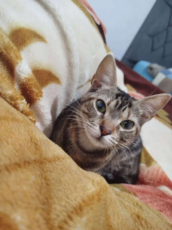 Gato raça SRD-ViraLata idade 2 a 6 meses nome Agatha  e Alexia 