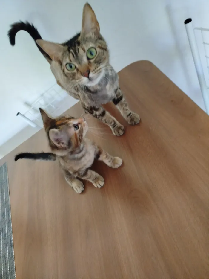 Gato raça SRD-ViraLata idade 2 a 6 meses nome Agatha  e Alexia 