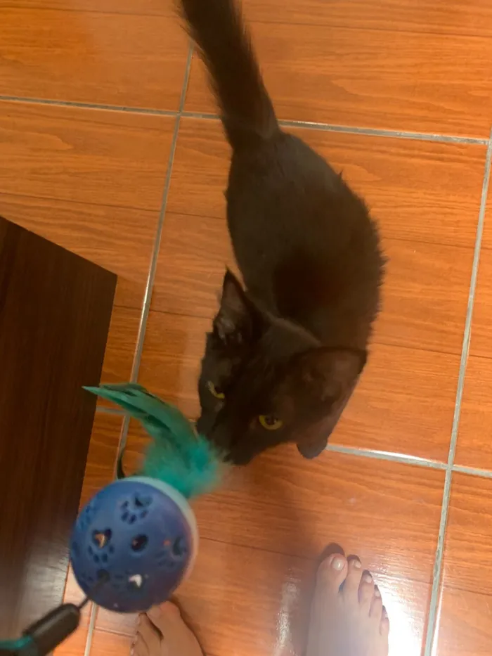 Gato raça SRD-ViraLata idade 2 a 6 meses nome Bengala