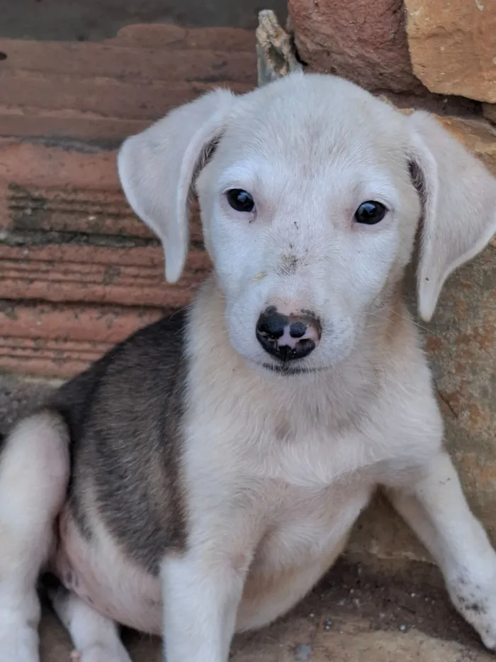 Cachorro raça SRD-ViraLata idade 2 a 6 meses nome Jade 
