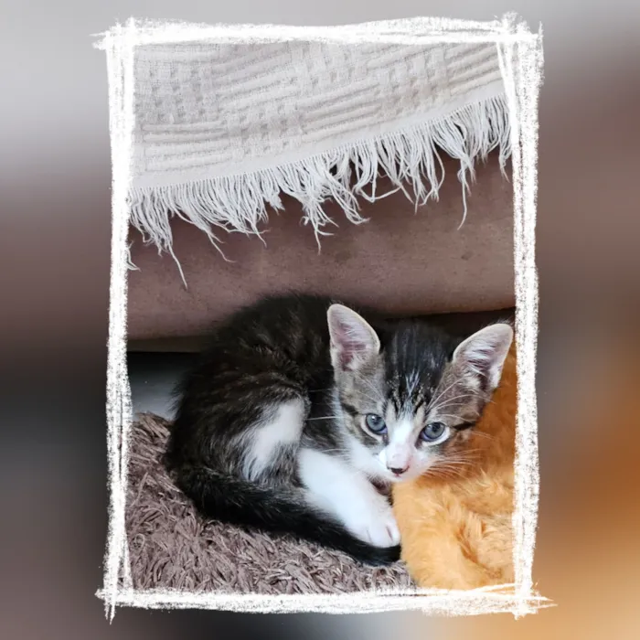 Gato raça SRD-ViraLata idade Abaixo de 2 meses nome Sem nome 