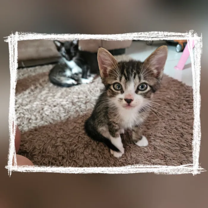 Gato raça SRD-ViraLata idade Abaixo de 2 meses nome Sem nome 