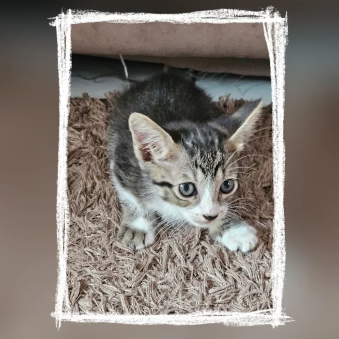 Gato raça SRD-ViraLata idade Abaixo de 2 meses nome Sem nome 