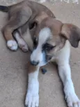 Cachorro raça SRD-ViraLata idade 2 a 6 meses nome Zumba