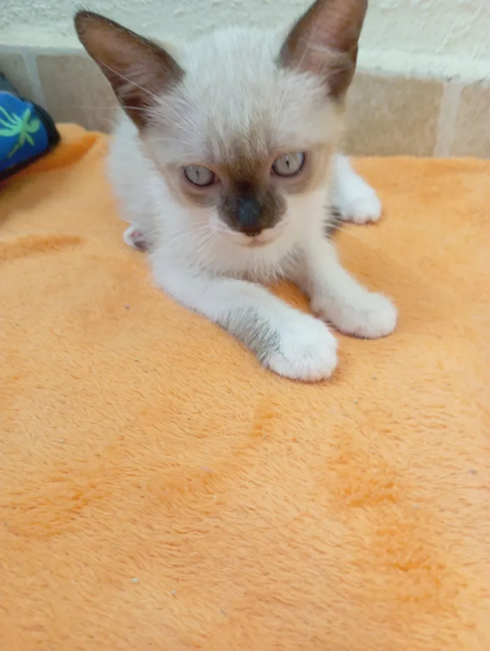 Gato raça Siamês idade 2 a 6 meses nome Paçoca 