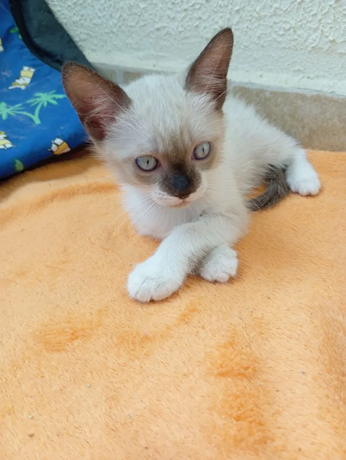 Gato raça Siamês idade 2 a 6 meses nome Paçoca 