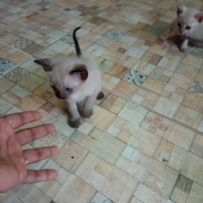 Gato raça Siamês idade 2 a 6 meses nome Sem nome