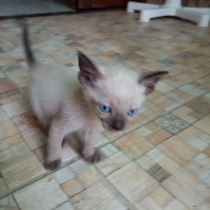 Gato raça Siamês idade 2 a 6 meses nome Sem nome
