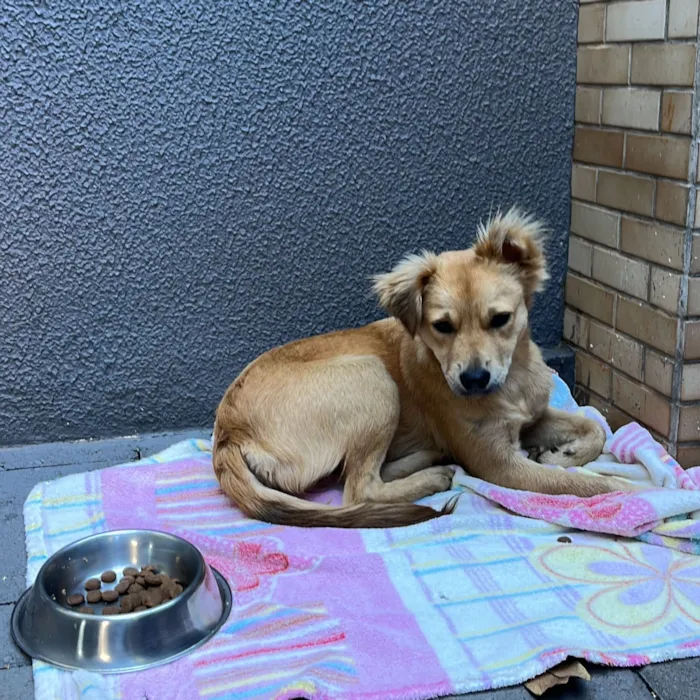 Cachorro raça SRD-ViraLata idade 1 ano nome SEM NOME