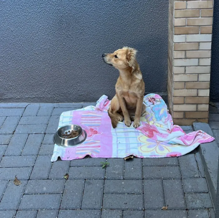 Cachorro raça SRD-ViraLata idade 1 ano nome SEM NOME