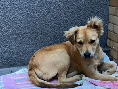 Cachorro raça SRD-ViraLata idade 1 ano nome SEM NOME