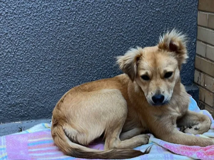 Cachorro raça SRD-ViraLata idade 1 ano nome SEM NOME