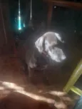 Cachorro raça SRD-ViraLata idade 2 a 6 meses nome Luke