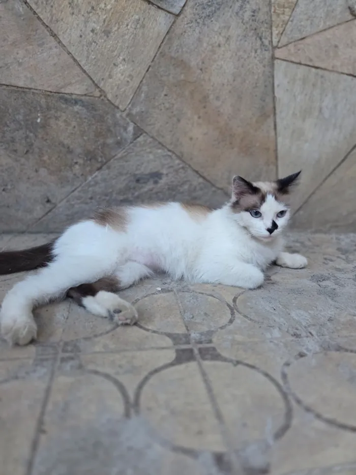 Gato raça SRD-ViraLata idade 1 ano nome Docinho
