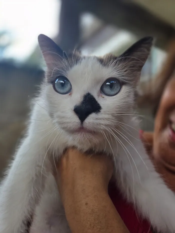 Gato raça SRD-ViraLata idade 1 ano nome Docinho