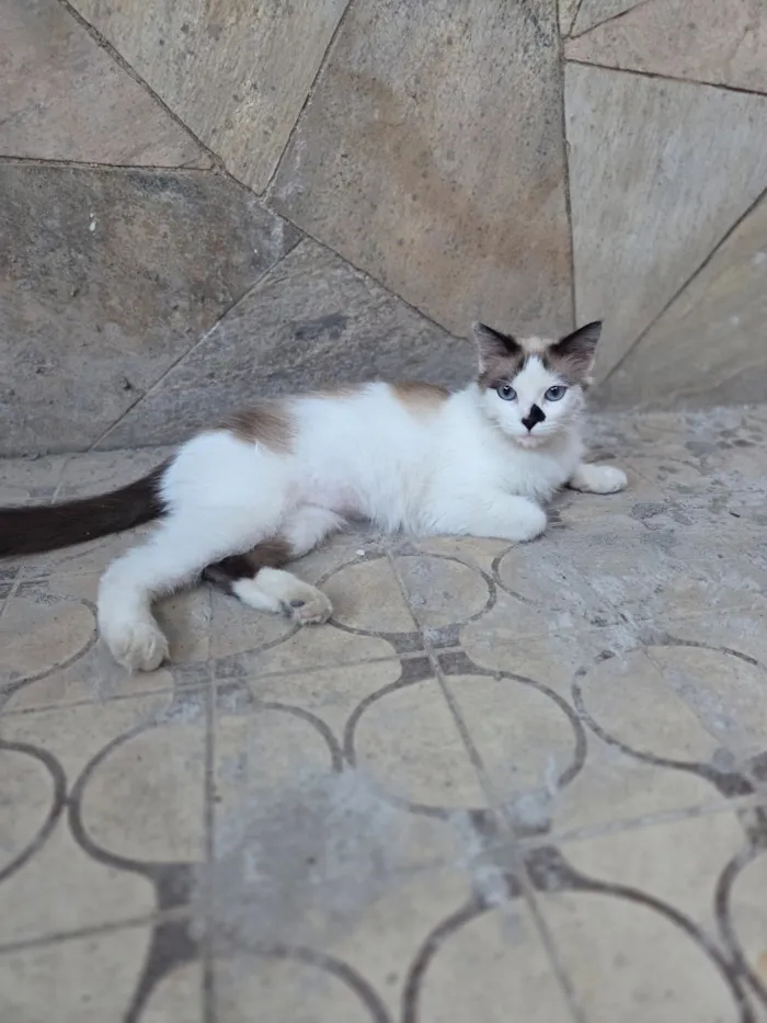 Gato raça SRD-ViraLata idade 1 ano nome Docinho