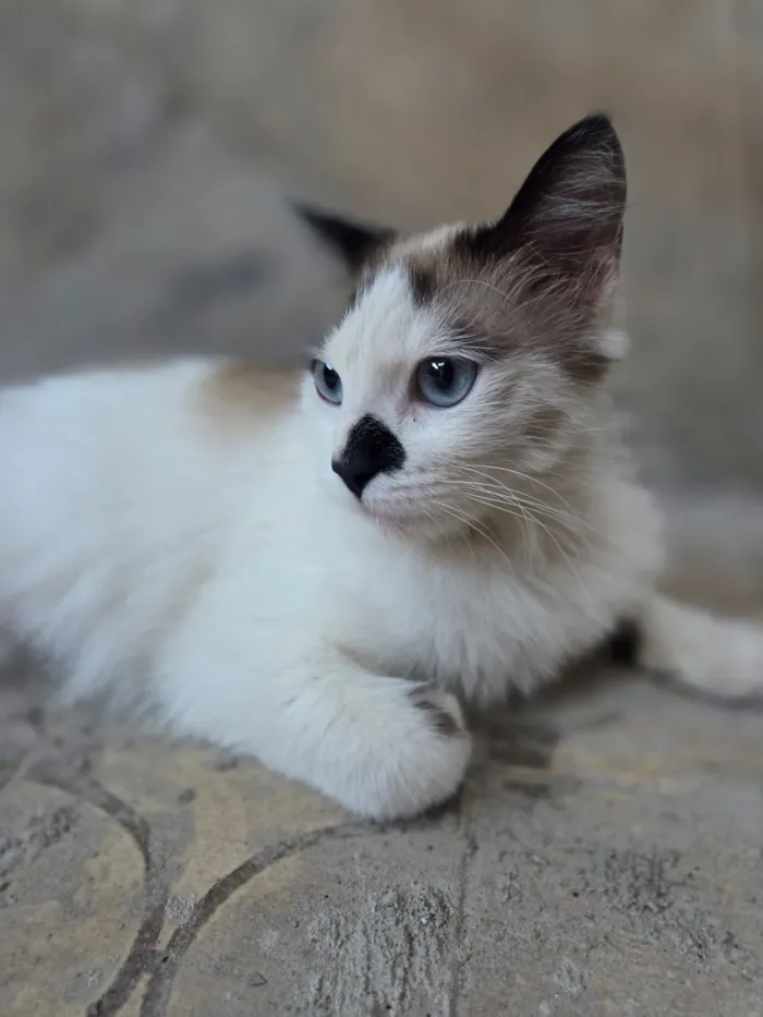 Gato raça SRD-ViraLata idade 1 ano nome Docinho