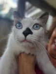 Gato raça SRD-ViraLata idade 1 ano nome Docinho