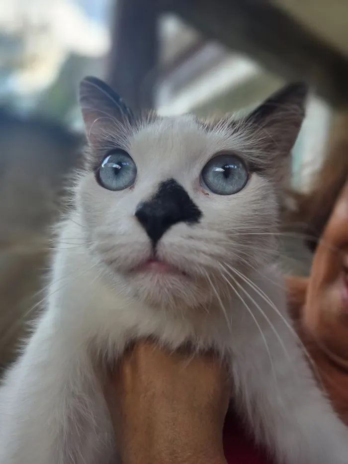 Gato raça SRD-ViraLata idade 1 ano nome Docinho
