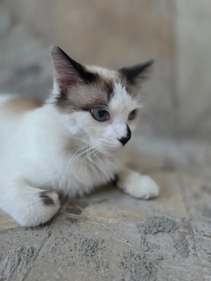 Gato raça SRD-ViraLata idade 1 ano nome Docinho