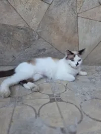 Gato raça SRD-ViraLata idade 1 ano nome Docinho