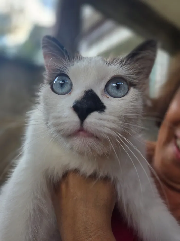 Gato raça SRD-ViraLata idade 1 ano nome Docinho