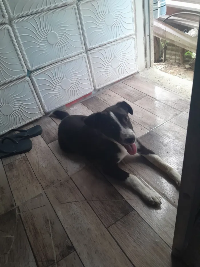 Cachorro raça SRD-ViraLata idade 2 a 6 meses nome Gotinha